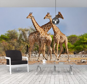 Picture of Three giraffes walking in Etosha National Park